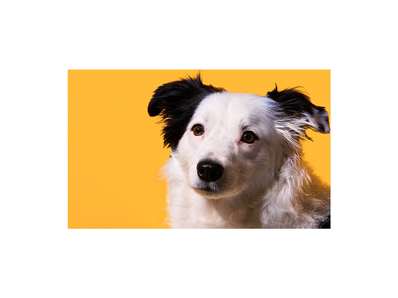 Petzyo dog food