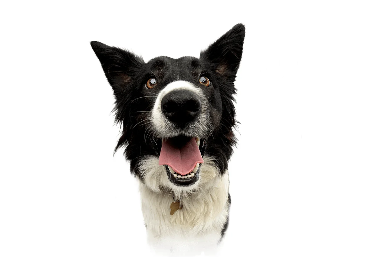 Rose-Hip Vital Canine pack